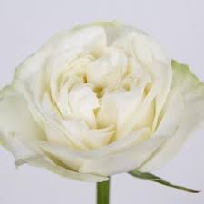 Lindsay rose | reiki master » contact. Lady Lindsay Eurosa Farms