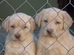 Maybe you would like to learn more about one of these? Silver And Charcoal Kennels Offers Labrador Puppies For Sale We Specialize In Silver Labs Fox Red Cha Labrador Retriever Labrador Labrador Retriever Puppies