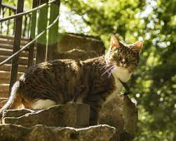 My Cat Wont Eat Or Drink What Can That Mean Cats Animals Drinks