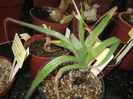 Image result for Hypoxis obtusa
