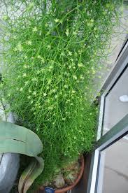 Image result for Bowiea volubilis