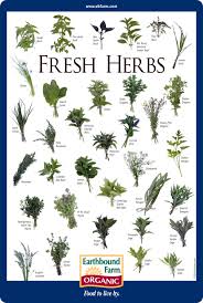 Herb Plants Identification Garden Design Ideas