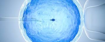 Image result for artificial insemination
