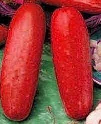 Amazon.com: Dichondra Red Hmong Cucumber Vegetable Seeds, 20 : Everything  Else