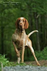 Pin On Perros