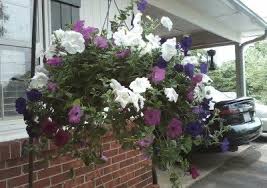 Our list of 10 best flowers for hanging. Planting Petunias In Hanging Baskets Cascading Petunia Care