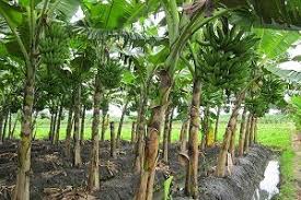 Inilah Cara Menanam Pisang Agar Berbuah Banyak Dan Subur Ilmubudidaya Com