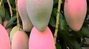 Maybe you would like to learn more about one of these? Mangga Emperor Mangga Raksasa Dari Thailand Grosir Bibit Tanaman