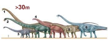 But is it the largest to have ever inhabited this planet? Argentinosaurus Vs Amphicoelias Google Search Mammoth Dinosaur Mammals