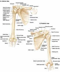 Ovid Lippincott Williams Wilkins Atlas Of Anatomy Anatomy Bones Upper Limb Anatomy Human Anatomy And Physiology