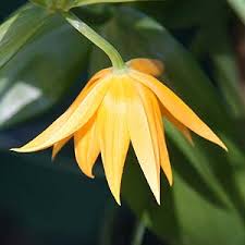 Image result for Littonia modesta