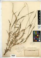 Image result for Perotis patens