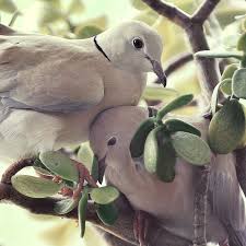 Small Brown Bird With White Ring Around Neck Sweethearts African Ring Neck Doves Beautiful Birds Birds Butterflies Animal Pictures