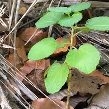 Image result for Triumfetta trichocarpa