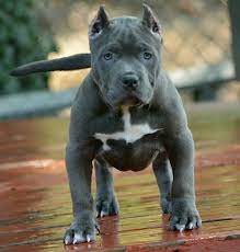 Lil Ruby Blue Extreme Pocket Bully Puppie Female Oh Who S The Cute Tough Puppy You Are Oh Yes You Are Dogs And Puppies Animals Bully Dog