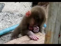 Baby Monkey Hurts When The Face Is Touched By Other Baby Youtube