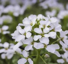Image result for Arabis alpina