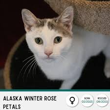 ✨ Alaska Winter Rose Petals ✨ Alaska Winter Rose Petals is as delicate and  magical as her name. This petite young beauty was surrendered to us while  still a kitten herself and