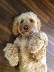 Miniature Cockapoo – The Cocker Spaniel Miniature Poodle Mix