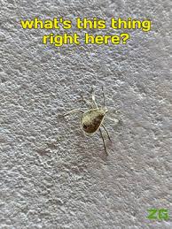 Use chemical sprays only as a last resort. 6 Common Issues With Desert Rose Possible Fixes