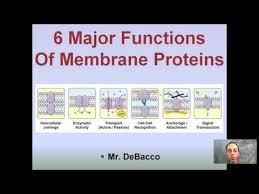 Check spelling or type a new query. 6 Major Functions Of Cell Membrane Proteins Youtube