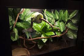 Arboreal Snake Enclosure Reptile Terrarium Decorations Decor Diy Reptile Terrarium Snake Enclosure Glass Terrarium