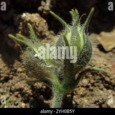 Image result for Ipomoea magnusiana