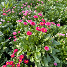 Image result for Bellis