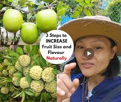 Planting fruit behind trees prevents growth