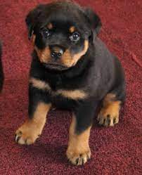 German rottweiler puppies for sale in georgia ga from dkv rottweilers. German Rottweiler Puppies For Sale Colorado Petsidi