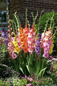 Gladiolus Bulb Flowers Flower Garden Beautiful Flowers