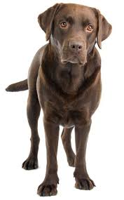 Epingle Par Kenny Guo Sur Razas De Perros Labrador Chocolat Adorables Chiots Portraits De Chiens