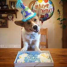 Search Results Dog Birthday Cat Celebrating Dog Birthday Party