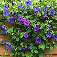 Image result for Hardenbergia
