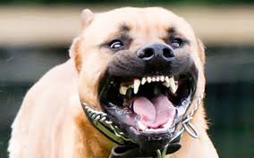 Vào năm 2015, cảnh sát new york (mỹ) cho biết, do mâu thuẫn cá nhân. Zjqllxixiupq1m