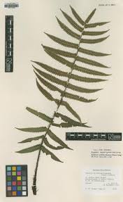 Image result for Dryopteris kilemensis