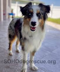 Shy Violet is now anything but shy- she's an outgoing and fun girl!