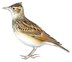 Image result for Alafia orientalis