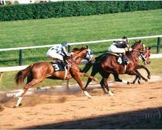 257 best the great secretariat images in 2019 racehorse