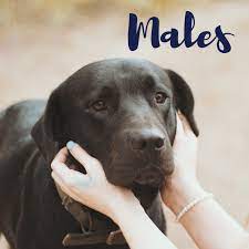 View available dogs, cats, rabbits, horses and more. 120 Best Dog Names For Black Labradors Pethelpful