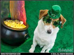 Dog Wearing Leprechaun Hat And Shamrock Glasses Sits By A Pot Of Gold At The End Of The Rainbow St Patties Dog Love This Ph Leprechaun Leprechaun Hats Pets