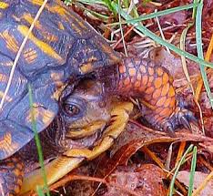 Buying A Box Turtle Including The Best Place To Purchase One