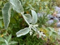 Image result for Scrophulariaceae
