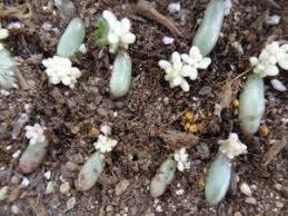 オーロラの葉挿しと挿し芽に挑戦 虹の玉に先祖返り