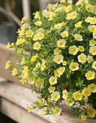 Image result for foto Million Bells