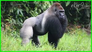 7 Contoh Hewan Omnivora Penjelasan Dan Gambarnya Dunia Fauna Hewan Binatang Tumbuhan Hewan Binatang Mamalia