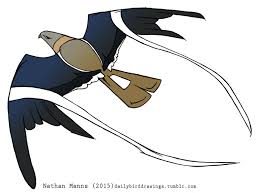 A nightjar (macrodipteryx vexillarius) of equatorial africa, in which one of the quill feathers in each wing is greatly elongated and has a vane only near the end. Pennant Winged Nightjar By Jamminbison Fur Affinity Dot Net