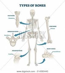 Find humerus bone labeled vector illustration diagram stock images in hd and millions of. Types Bones Vector Vector Photo Free Trial Bigstock