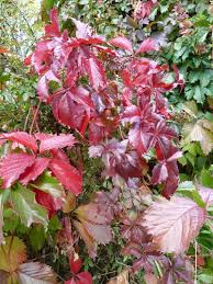 What kind of vine is the virginia creeper? Parthenocissus Quinquefolia Virginia Creeper Virginia Creeper Woodbine North Carolina Extension Gardener Plant Toolbox
