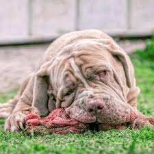 Check spelling or type a new query. How Much Food Should My Mastiff Eat How Do I Feed Him The Best Food
